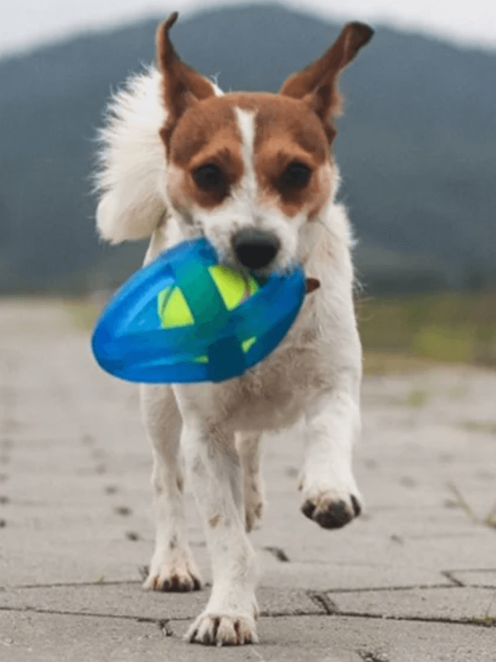 pet_3